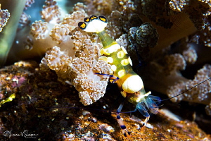 Peacock-tail anemeone shrimp/Photographed with a Canon 60... by Laurie Slawson 